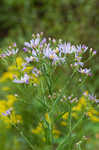 Tatarian aster